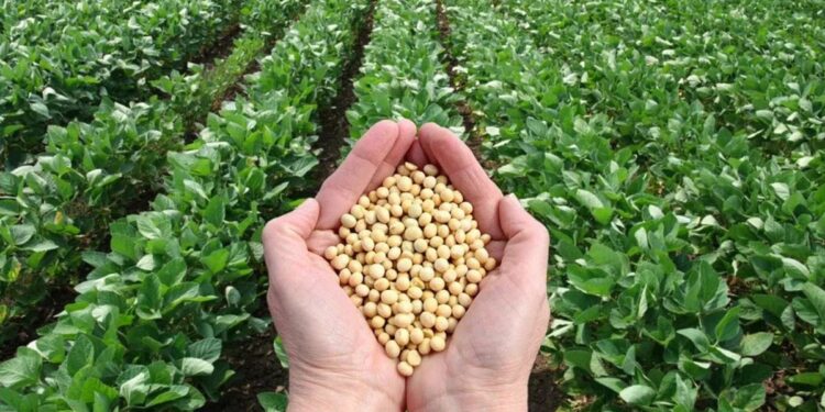 सोयाबीनवर रोगाचा प्रादुर्भाव : तातडीने पिकांचे पंचनामे करण्याचे आदेश