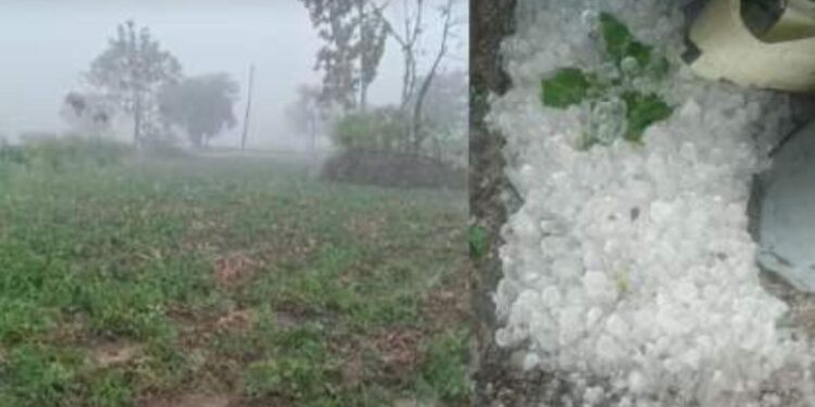 अवकाळीचा फटका बसलेल्या शेतकऱ्यांना दिलासा देण्यासाठी सरकारकडून हालचालींना वेग