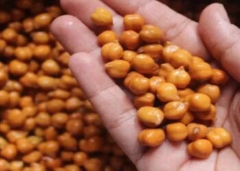 भिजवलेले हरभरे रिकाम्या पोटी खा, शरीराच्या या प्रमुख समस्या दूर होतील