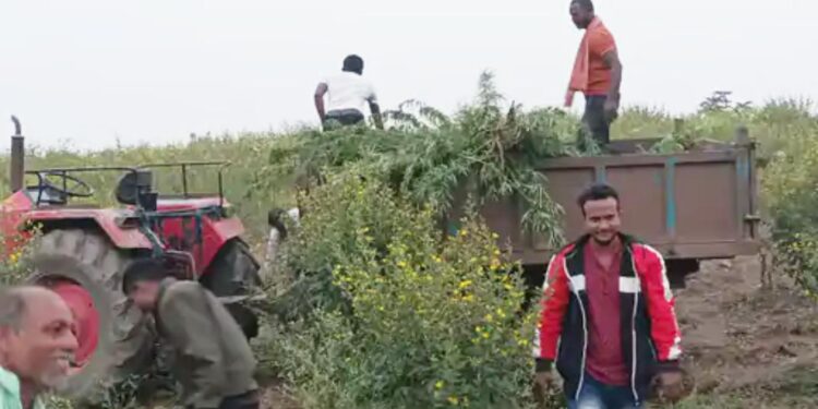 तुरीच्या शेतामध्ये गांजाची शेती ; चोपड्यात ८ क्विंटल वजनाचा दोन ट्रॅक्टर ओला गांजा जप्त