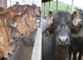 गाय-म्हशींसाठी जळगाव जिल्ह्यातील राबविले जाणार ‘वंधत्व निवारण अभियान’