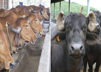 गाय-म्हशींसाठी जळगाव जिल्ह्यातील राबविले जाणार ‘वंधत्व निवारण अभियान’