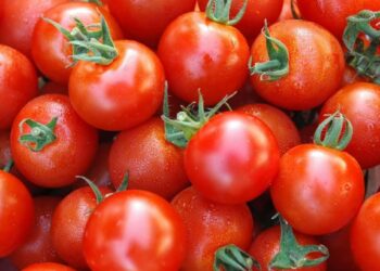 टोमॅटो खाण्याचे हे आहेत चकित करणारे फायदे