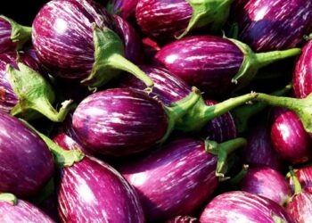 या 5 आजारांनी त्रस्त असलेल्या रुग्णांनी वांगी खाणे टाळावे, जाणून घ्या समस्या