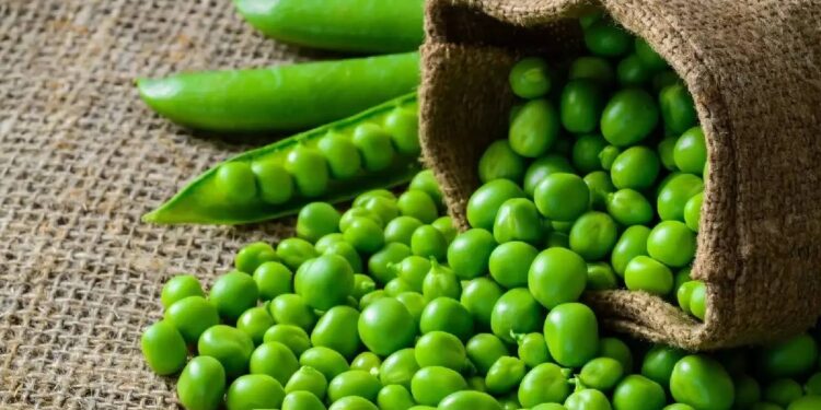 जाणून घ्या हिवाळ्यात हिरवे वाटाणे खाण्याचे आश्चर्यकारक फायदे