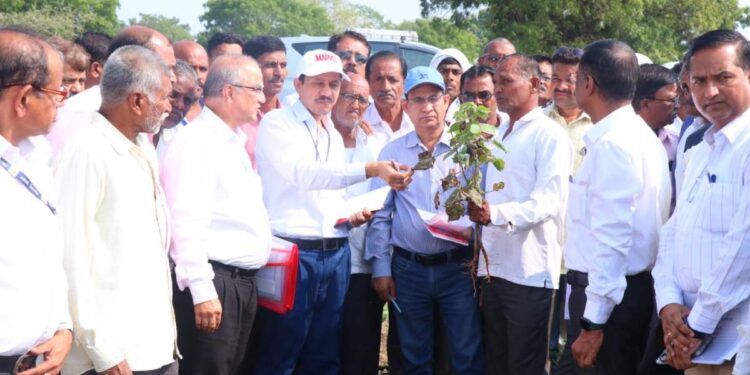 केंद्रीय पथकाकडून चाळीसगाव मधील दुष्काळाची पाहणी ; कापूस व केळी पीक शेतकऱ्यांनी मांडली व्यथा