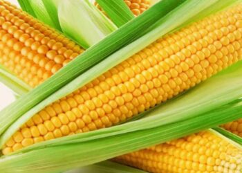 हिवाळ्यात कॉर्न खाणे फायदेशीर का आहे? त्यामागचे हे वैज्ञानिक कारण जाणून घ्या