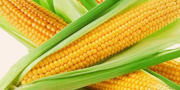 हिवाळ्यात कॉर्न खाणे फायदेशीर का आहे? त्यामागचे हे वैज्ञानिक कारण जाणून घ्या