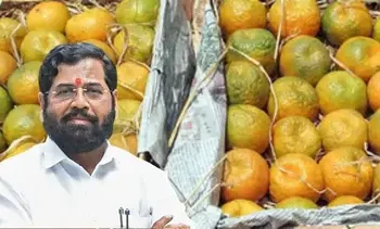 राज्यातील संत्रा उत्पादकांसाठी राज्य सरकारने मोठा निर्णय : काय आहे वाचा?