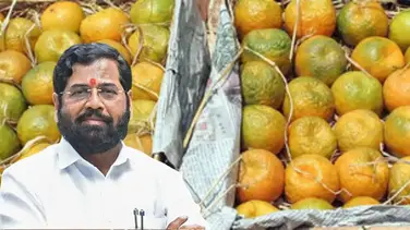 राज्यातील संत्रा उत्पादकांसाठी राज्य सरकारने मोठा निर्णय : काय आहे वाचा?