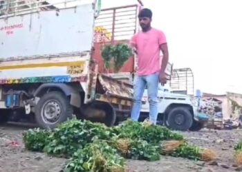 मेथी आणि कोथिंबिरीला कवडीमोल भाव; हताश शेतकऱ्याने प्रजासत्ताक दिनी माल रस्त्यावर फेकला