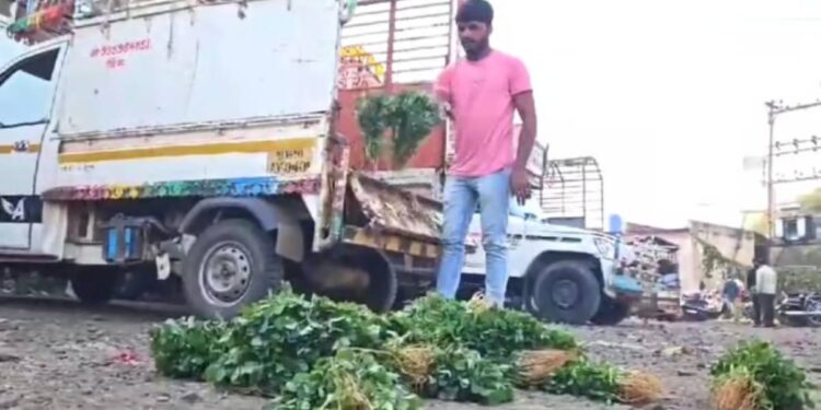 मेथी आणि कोथिंबिरीला कवडीमोल भाव; हताश शेतकऱ्याने प्रजासत्ताक दिनी माल रस्त्यावर फेकला