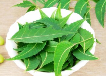 कडुलिंबात दडलंय तरुण राहण्याचे रहस्य ; फायदे वाचून तुम्हाला वाटेल आश्चर्य