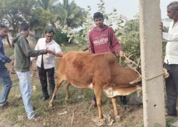 जिल्ह्यात २३९३६ जनावरांची वंध्यत्व तपासणी ; पशुसंवर्धन विभागाची मोहीम