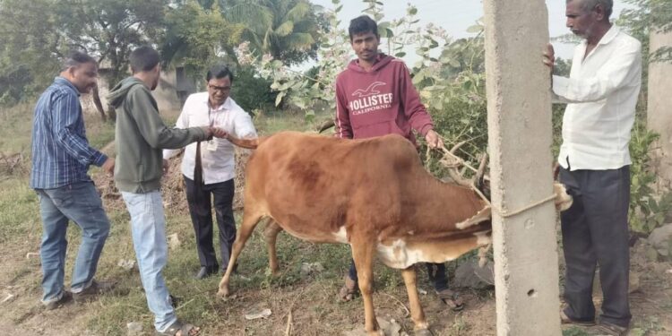 जिल्ह्यात २३९३६ जनावरांची वंध्यत्व तपासणी ; पशुसंवर्धन विभागाची मोहीम