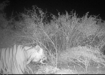 यावल अभयारण्यात पट्टेदार वाघाची छबी कॅमेऱ्यात कैद