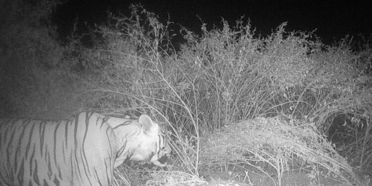 यावल अभयारण्यात पट्टेदार वाघाची छबी कॅमेऱ्यात कैद
