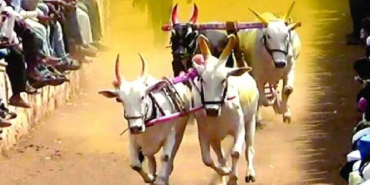 बैलगाडी शर्यती आयोजित करण्यासाठी जिल्हाधिकाऱ्यांची अटी व शर्तीसह मान्यता बंधनकारक