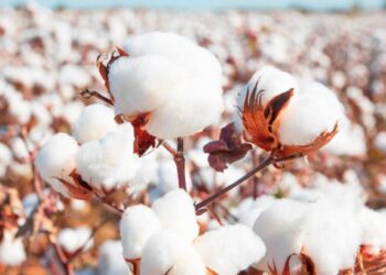 कापसाचे दर पुन्हा कोलमडले ; जळगावात ‘इतका’ मिळतोय दर