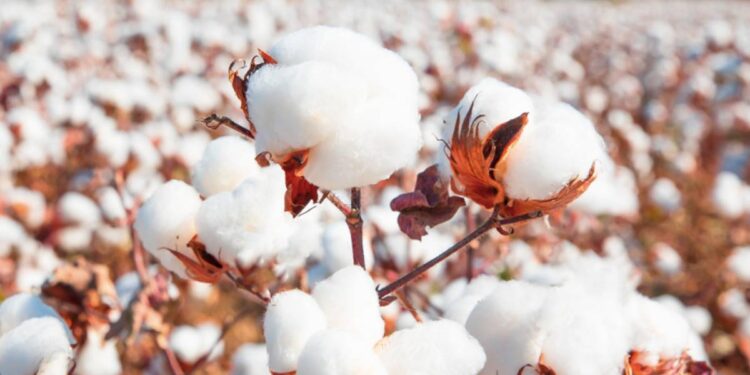 कापसाचे दर पुन्हा कोलमडले ; जळगावात ‘इतका’ मिळतोय दर