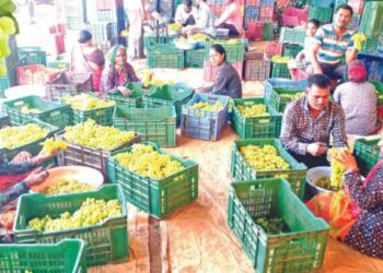 केंद्र सरकारच्या त्या निर्णयामुळे द्राक्षाचे भाव कोसळले ; द्राक्षे उत्पादक शेतकरी चिंतेत