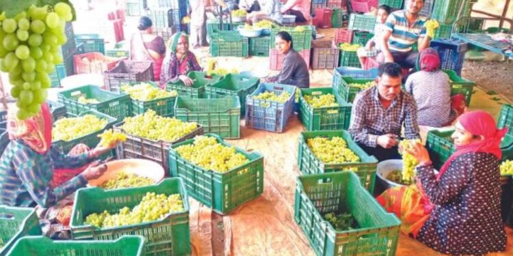 केंद्र सरकारच्या त्या निर्णयामुळे द्राक्षाचे भाव कोसळले ; द्राक्षे उत्पादक शेतकरी चिंतेत