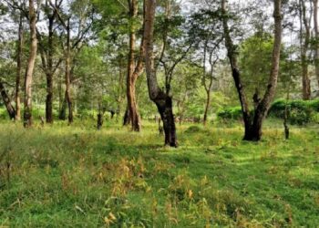 जळगाव जिल्ह्यातील ३९.८९१ हेक्टर वनहक्क दावे मंजूर ; आदि मित्रच्या माध्यमातून होणार काम