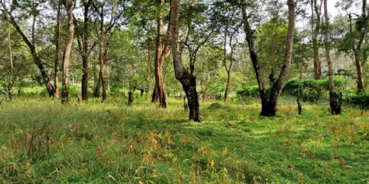 जळगाव जिल्ह्यातील ३९.८९१ हेक्टर वनहक्क दावे मंजूर ; आदि मित्रच्या माध्यमातून होणार काम