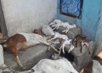 गोठ्यात बांधलेल्या बकऱ्यांवर मोकाट कुत्र्यांचा हल्ला ; ११ बकऱ्या ठार