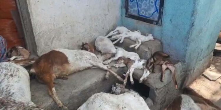 गोठ्यात बांधलेल्या बकऱ्यांवर मोकाट कुत्र्यांचा हल्ला ; ११ बकऱ्या ठार