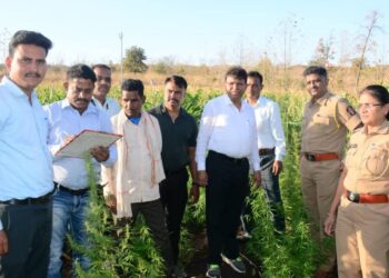मक्याच्या शेतात गांजाची लागवड, मुख्य संशयित आरोपी ताब्यात !