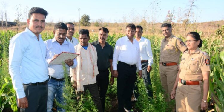 मक्याच्या शेतात गांजाची लागवड, मुख्य संशयित आरोपी ताब्यात !