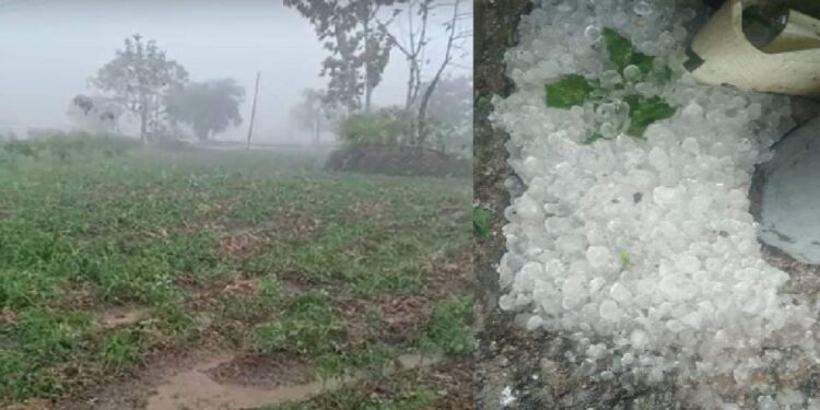 अवकाळीमुळे तोंडचा घास पळाला ; जळगावमधील शेतकरी हवालदिल