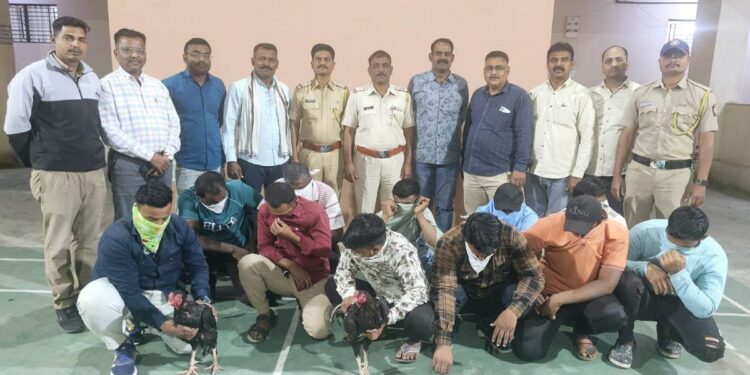 कोंबड्यांच्या झुंज लावून सट्टा, पत्ता खेळणाऱ्या ११ जणांना ठोकल्या बेड्या