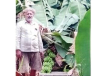 अज्ञाताने केळीची खोडं घडासकट कापून फेकले ; शेतकऱ्याचे मोठं नुकसान