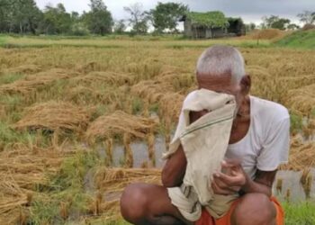 राज्यात अवकाळी पावसाच्या तडाख्यात लाखो हेक्टर शेतीचं नुकसान; बळीराजा पुन्हा एकदा संकटात