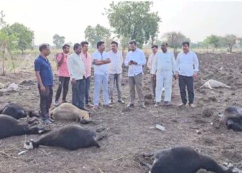 उष्माघातामुळे शंभरहून अधिक मेंढ्या दगावल्या ; मुक्ताईनगर तालुक्यातील घटना