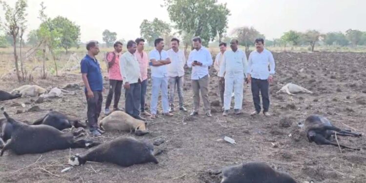 उष्माघातामुळे शंभरहून अधिक मेंढ्या दगावल्या ; मुक्ताईनगर तालुक्यातील घटना