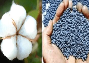 जिल्हयात कापुस बियाणे लागवडीसाठी पुरेसे बियाणे उपलब्ध ; कृषी विभागाची माहिती