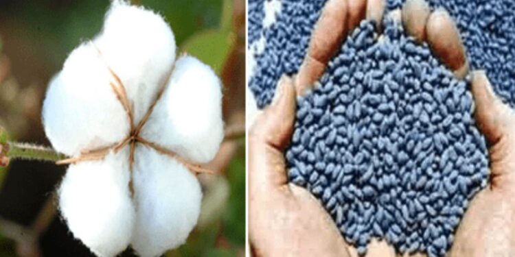 जिल्हयात कापुस बियाणे लागवडीसाठी पुरेसे बियाणे उपलब्ध ; कृषी विभागाची माहिती