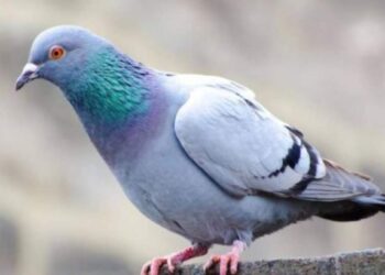 Jamner : कबूतर पकडण्याच्या नादात दोन मुलांनी गमावला जीव