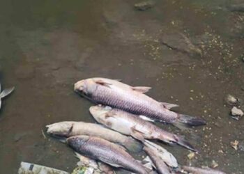 मण्यारखेडा तलावात अनेक माशांचा मृत्यूने खळबळ