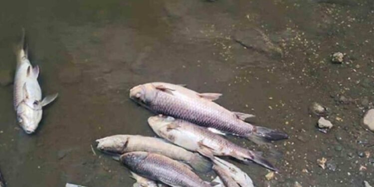 मण्यारखेडा तलावात अनेक माशांचा मृत्यूने खळबळ