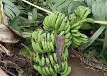 वादळी वाऱ्यामुळे काढणीला आलेल्या केळीच्या बागा उध्वस्त ; शेतकऱ्यांचं मोठं नुकसान