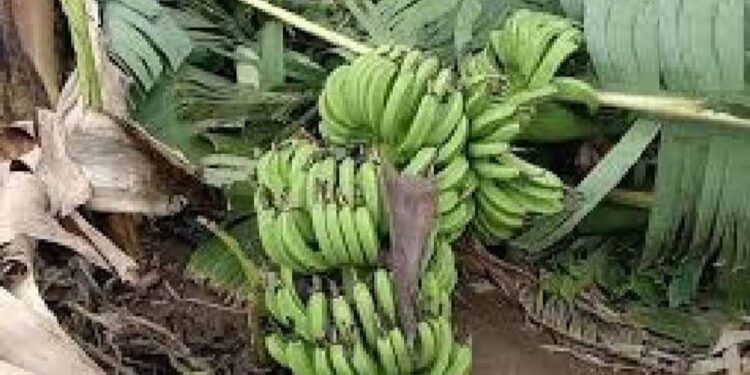 वादळी वाऱ्यामुळे काढणीला आलेल्या केळीच्या बागा उध्वस्त ; शेतकऱ्यांचं मोठं नुकसान