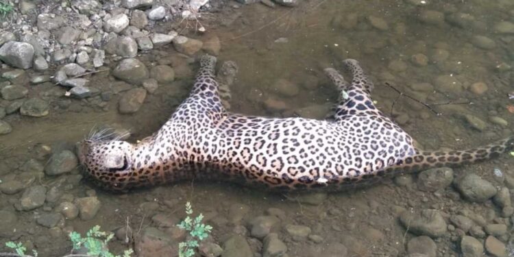 शहापूर येथील नदीमध्ये मृत अवस्थेत बिबट्या आढळल्याने खळबळ