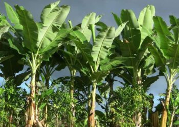 केळीच्या पानावर जेवणाचे ‘हे’ आहेत आरोग्यदायी फायदे; जाणून घ्या