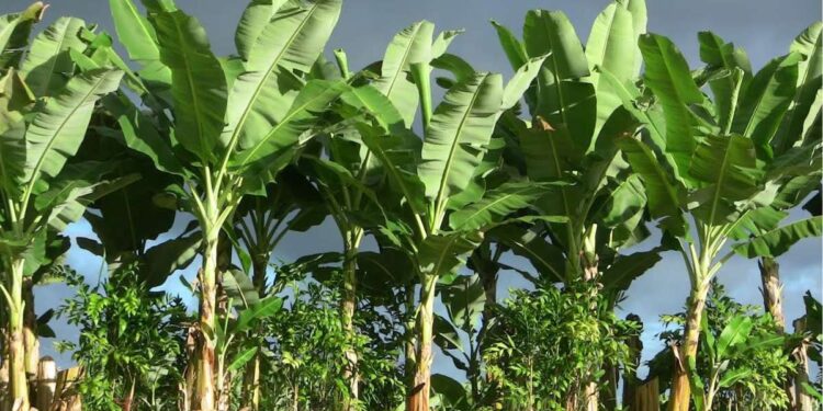 केळीच्या पानावर जेवणाचे ‘हे’ आहेत आरोग्यदायी फायदे; जाणून घ्या