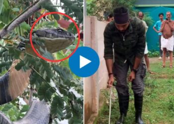बाप रे! घराबाहेर आढळला १२ फुटांचा ‘किंग कोब्रा’ साप; VIDEO पाहून तुमच्याही अंगावर येतील काटे