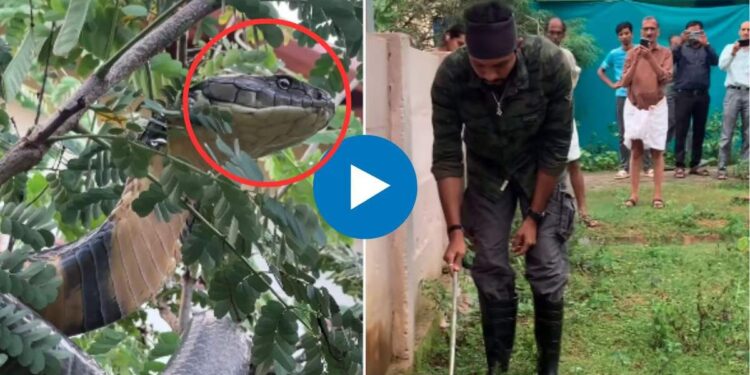 बाप रे! घराबाहेर आढळला १२ फुटांचा ‘किंग कोब्रा’ साप; VIDEO पाहून तुमच्याही अंगावर येतील काटे